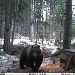 Uovision UM785-3G+ Cloud 20MP Full HD, LinckEazi Pilvipalvelua Tukeva Etäohjattava Riistakamera -Metsästys Verkäufe Karhu 2017 500x376 1