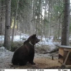 Uovision UM785-3G 20MP Full HD Etäohjattava 3G Riistakamera -Metsästys Verkäufe Karhu