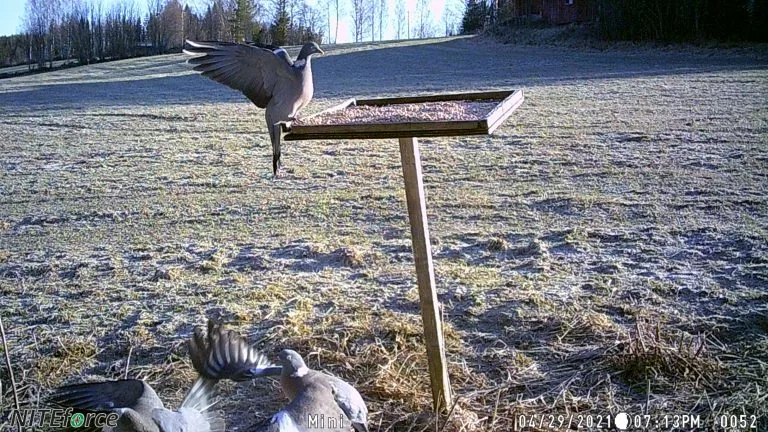 Riistakamera NITEforce Mini 20MP HD, Inframusta Salama 3 Riistakamera NITEforce Mini 20MP HD, Inframusta Salama - Image 3